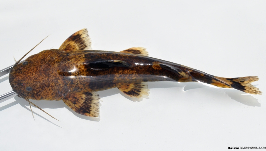 Pseudopimelodus aff. bufonius `rio xingu`